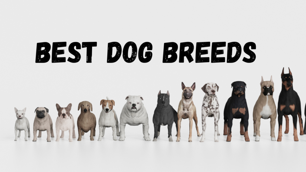 Best Dog Breeds