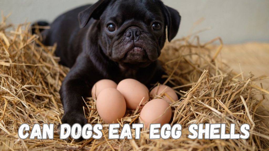 Best Wet Dog Food