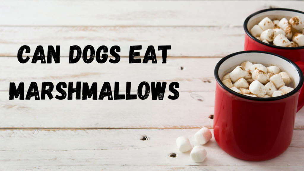 Can Dogs Eat Marshmallows