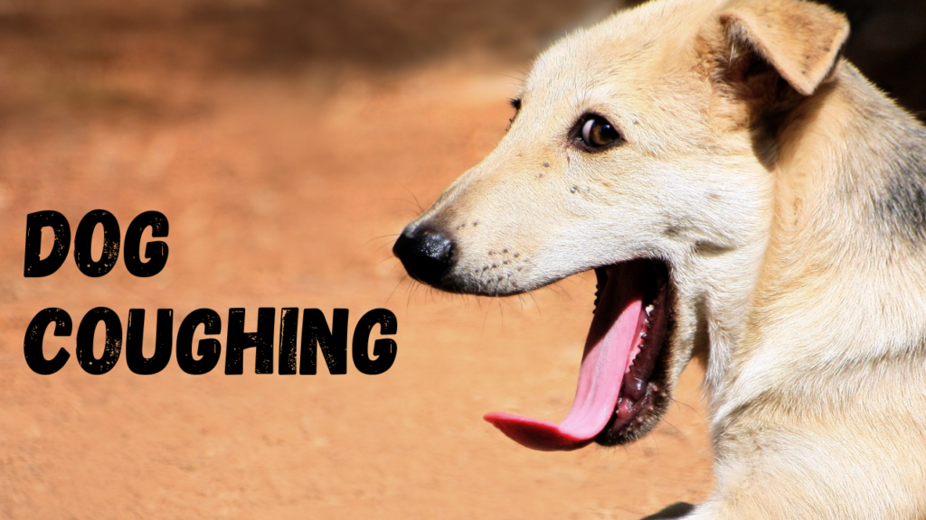 Dog Coughing
