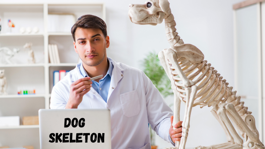 Dog Skeleton
