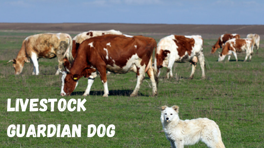 Livestock Guardian Dog