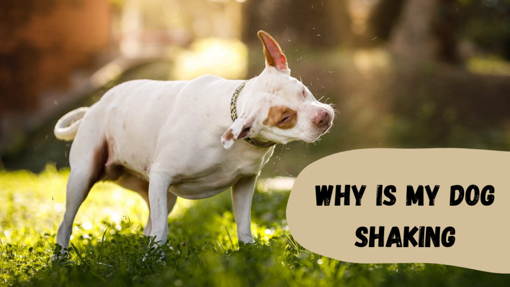 Why is my dog Shaking