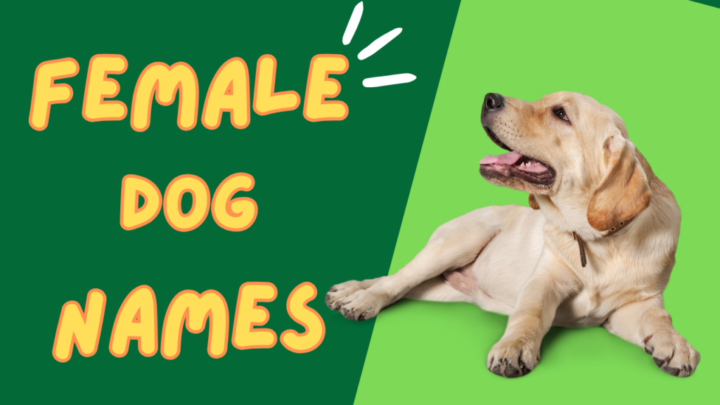 female dogs names