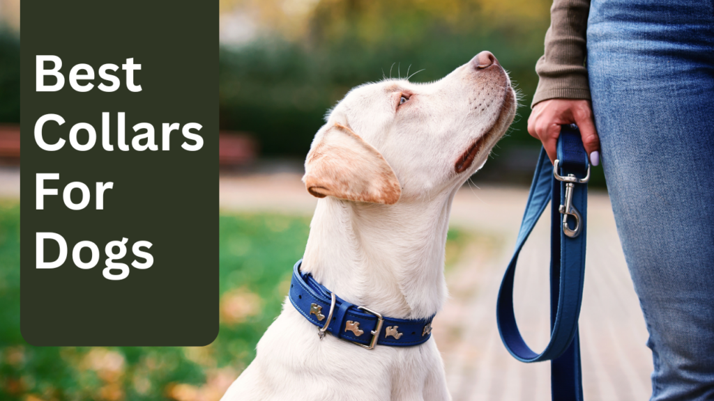 Best collars for dogs