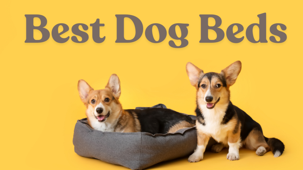 Best dog beds