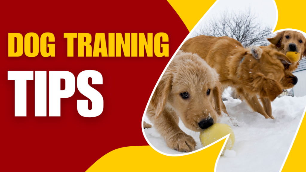 Dog training tips