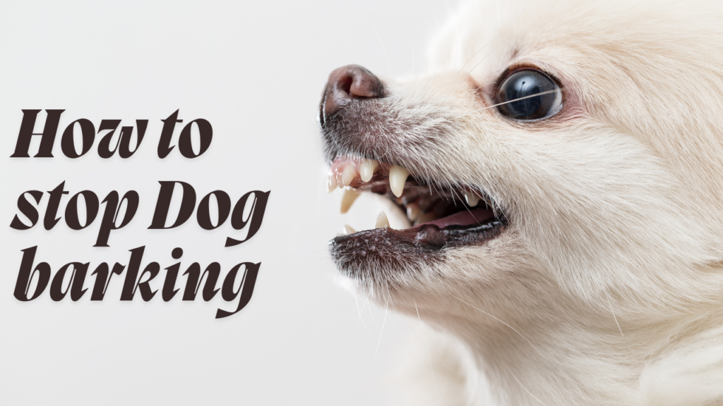 How to stop dog barking