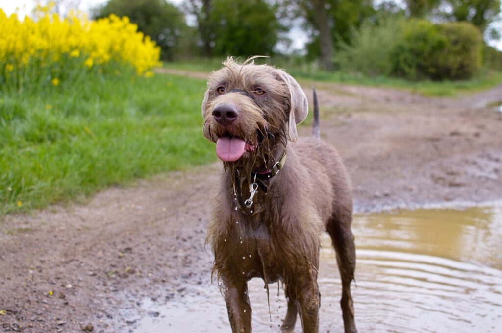 Slovakian Rough Haired Pointer (Imp)