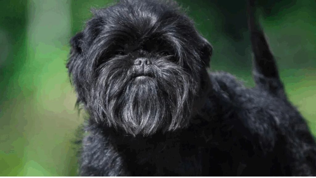 Affenpinscher-1