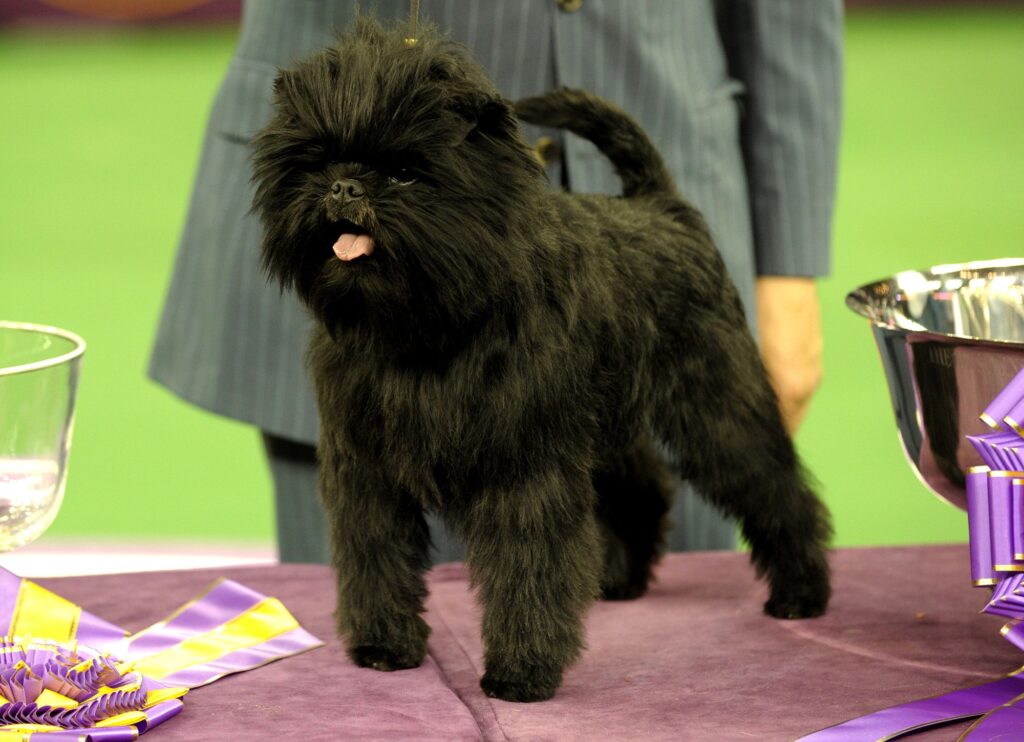 Affenpinscher
