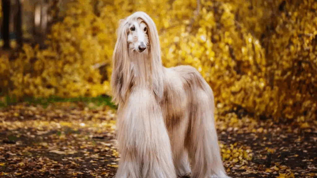 Afghan Hound-2