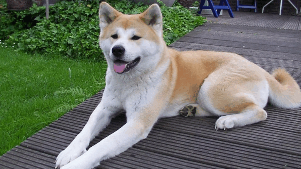 Akita-4