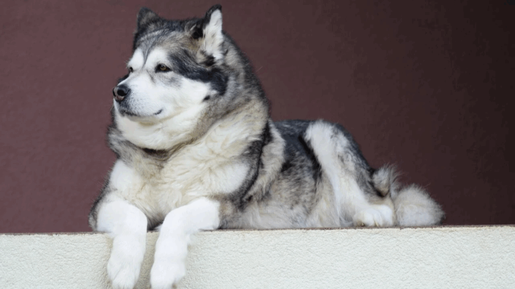 Alaskan Malamute-5
