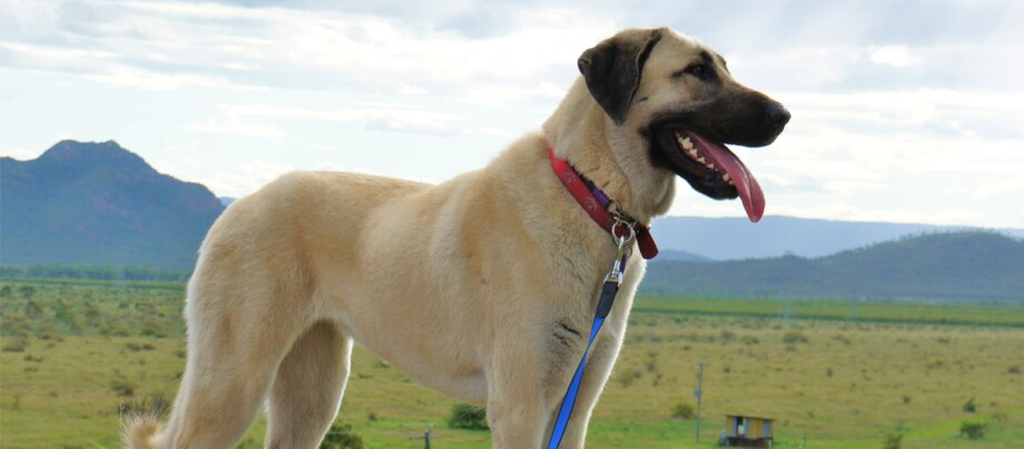 Anatolian Shepherd Dog