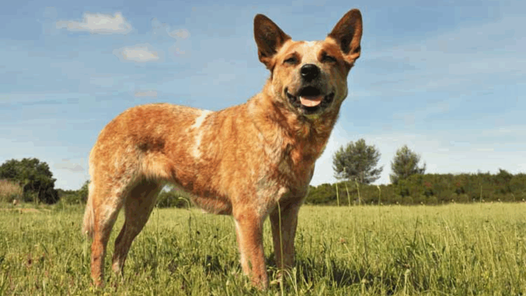 Australian Cattle Dog-7