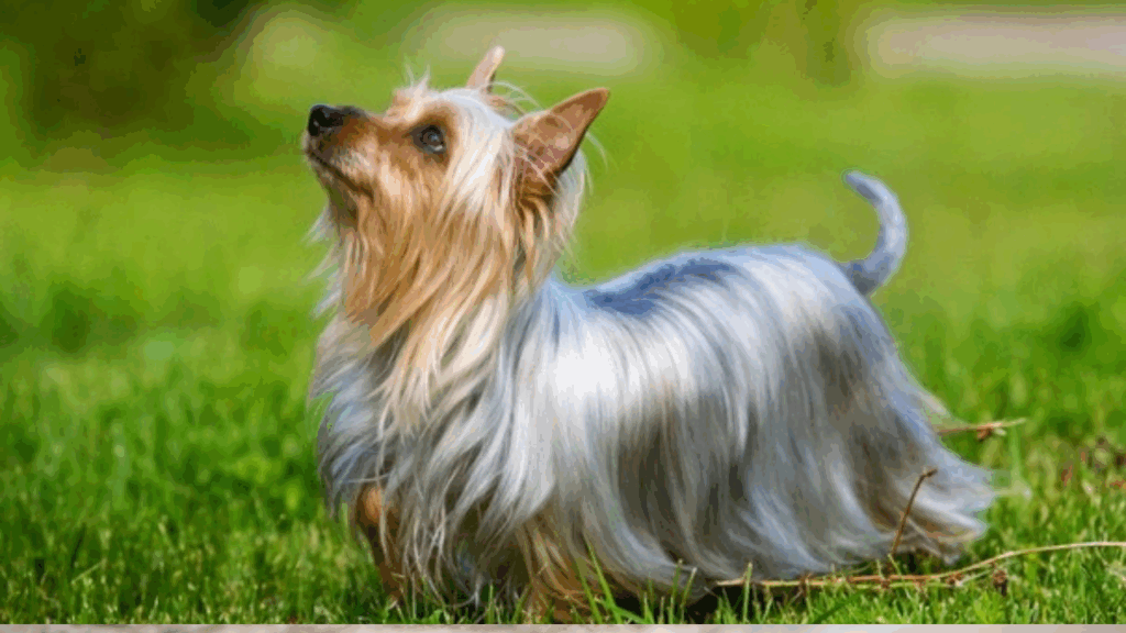 Australian Silky Terrier-9