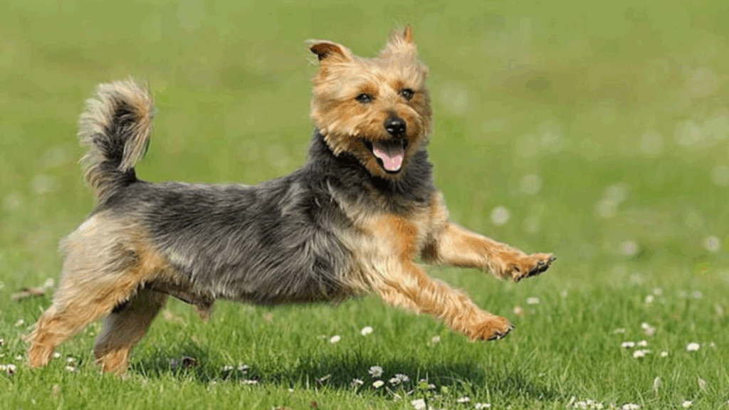 Australian Terrier-10