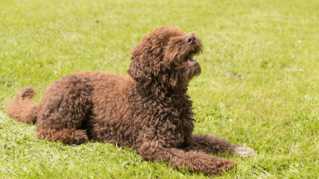 Barbet (Imp)