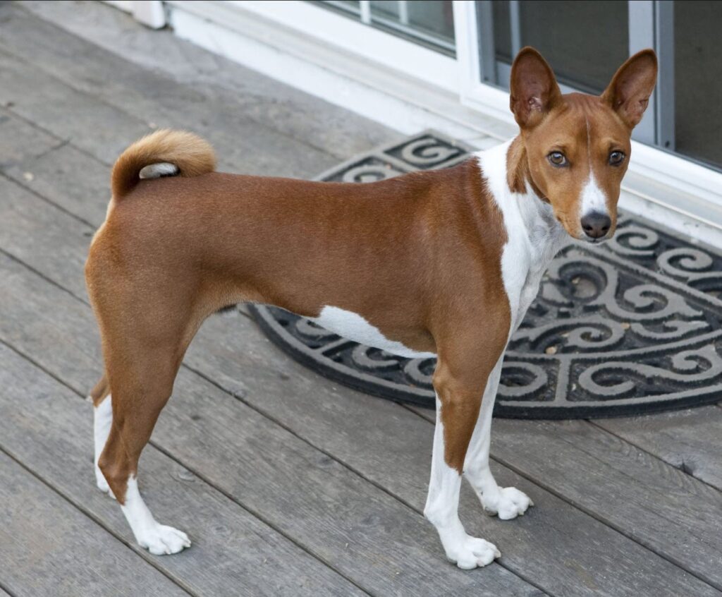 Basenji