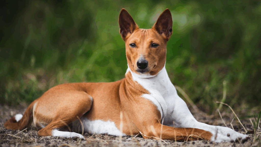 Basenji-35