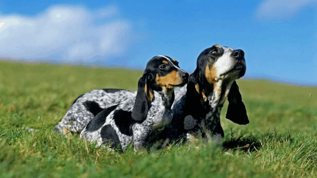 Basset Bleu De Gascogne (Imp)-34