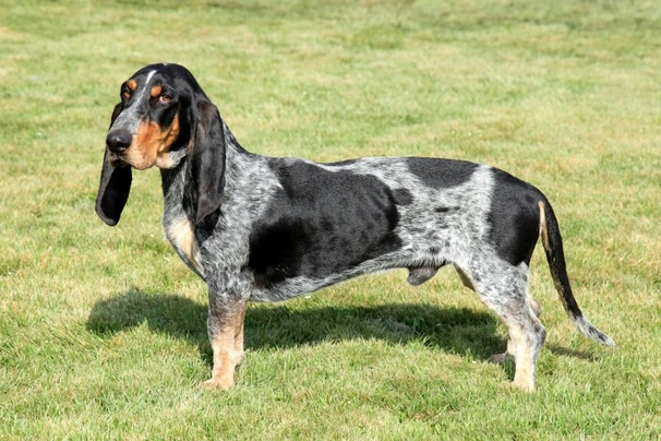 Basset Bleu De Gascogne (Imp)