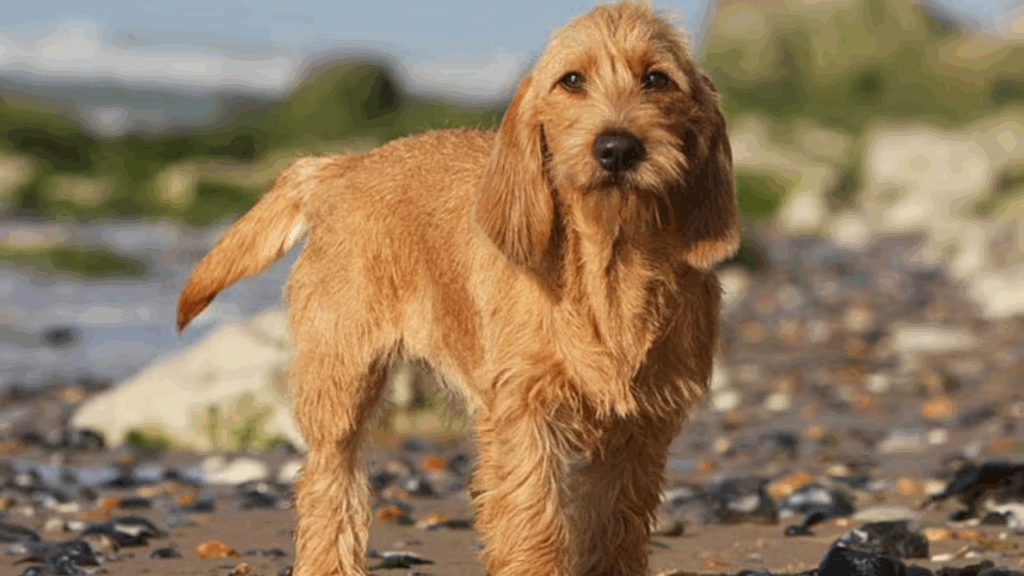Basset Fauve De Bretagne-33