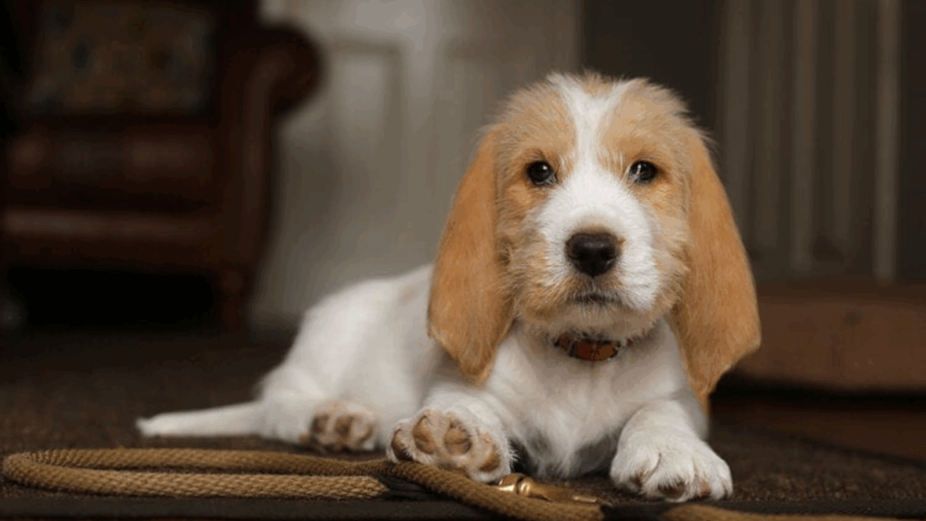 Basset Griffon Vendeen (Grand)-32