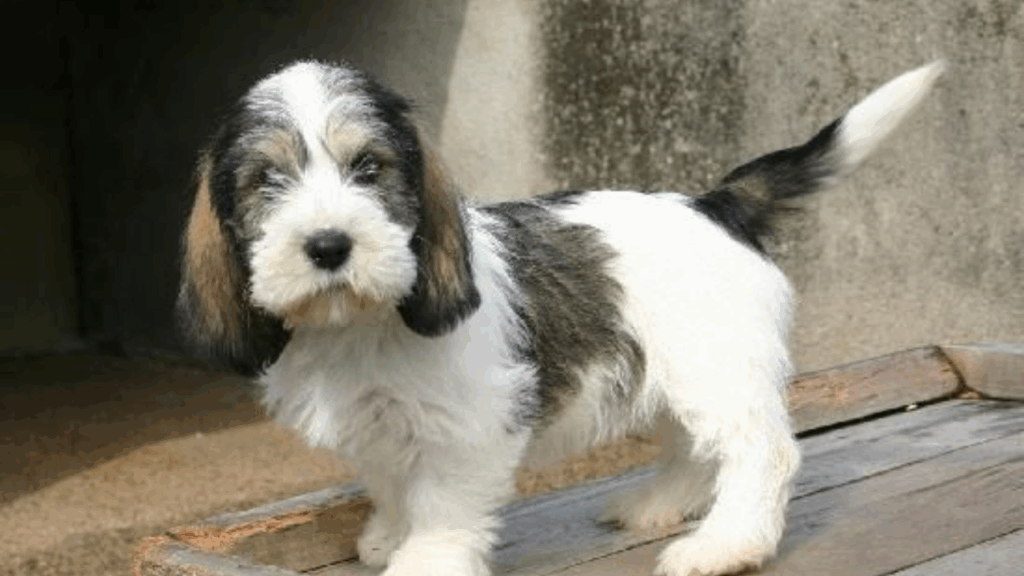 Basset Griffon Vendeen (Petit)-31