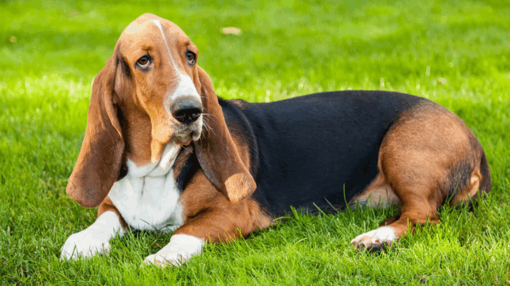 Basset Hound-30