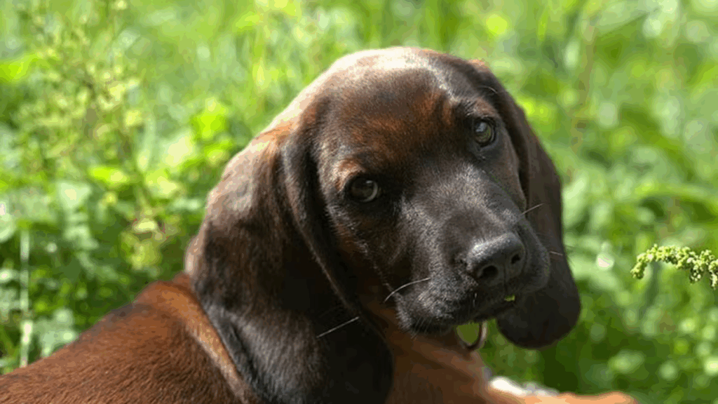 Bavarian Mountain Hound-26