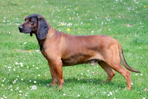 Bavarian Mountain Hound