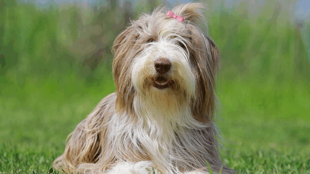 Bearded Collie-27