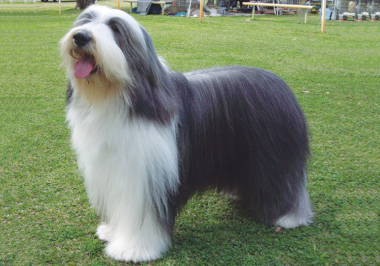 Bearded Collie