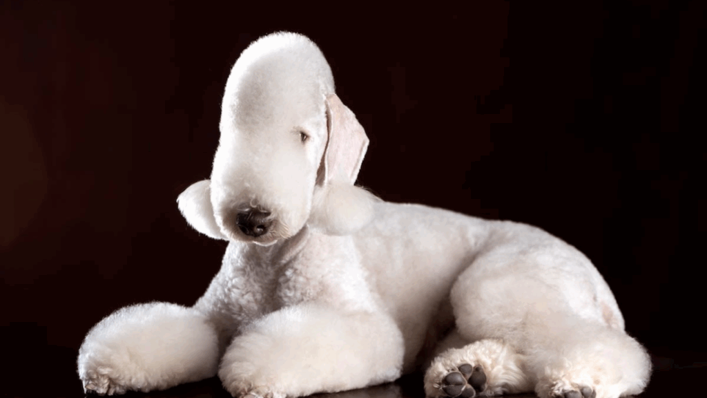 Bedlington Terrier-28