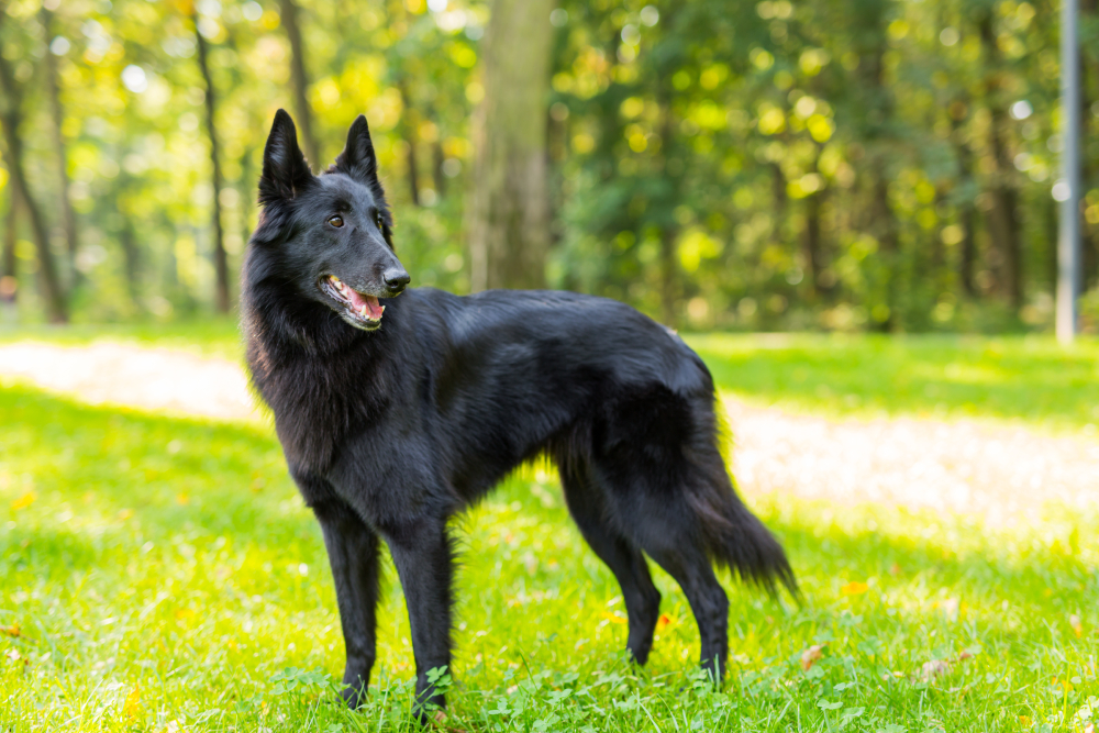 Belgian Shepherd Dog (Groenendael)