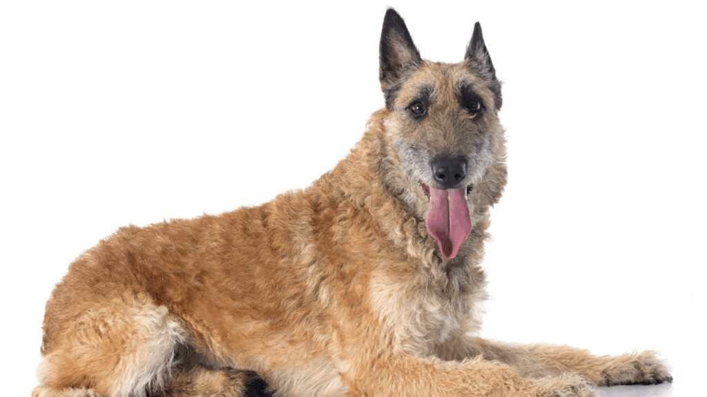 Belgian Shepherd Dog (Laekenois)-23