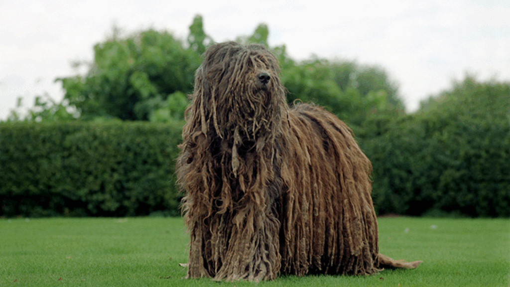 Bergamasco (Imp)-20