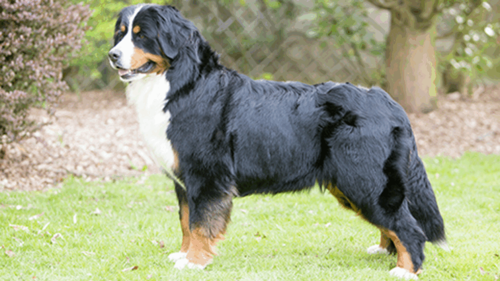 Bernese Mountain Dog-19