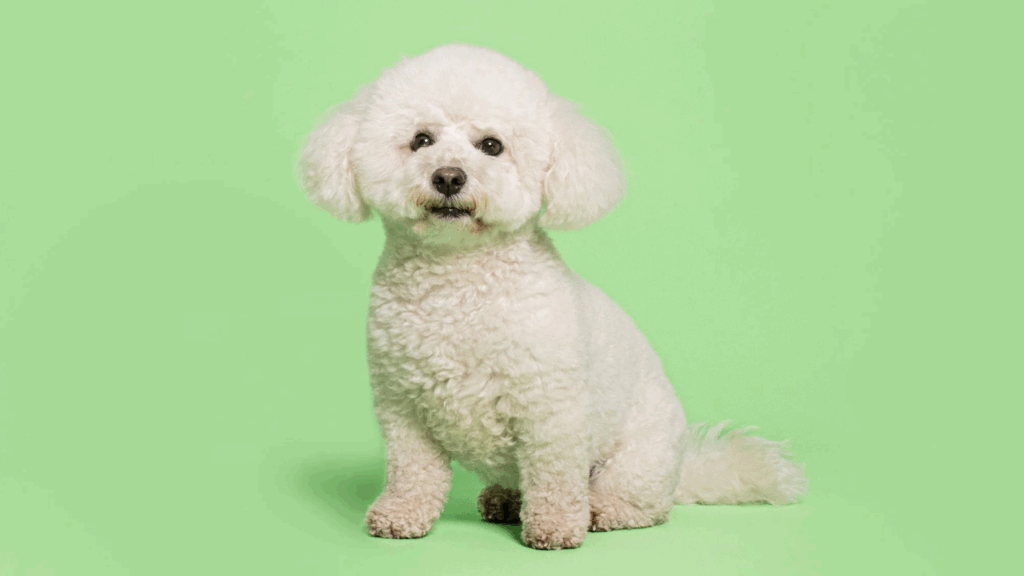 Bichon Frise-18