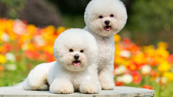 Bichon Frise