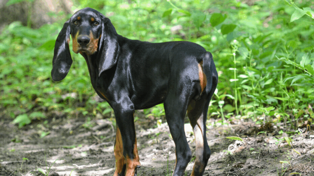 Black & Tan Coonhound (Imp)-17