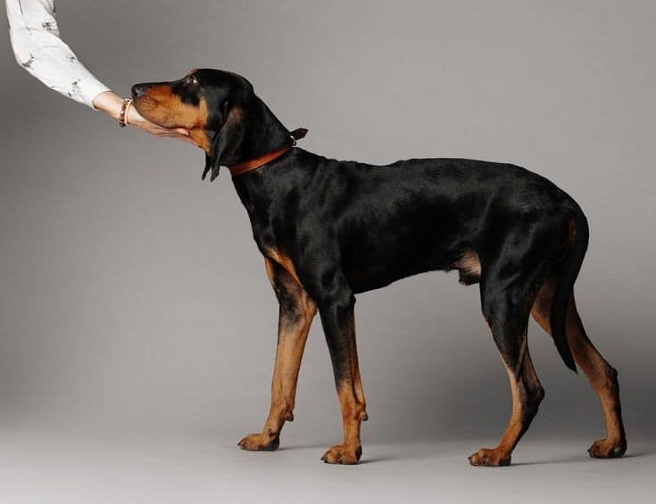 Black & Tan Coonhound (Imp)