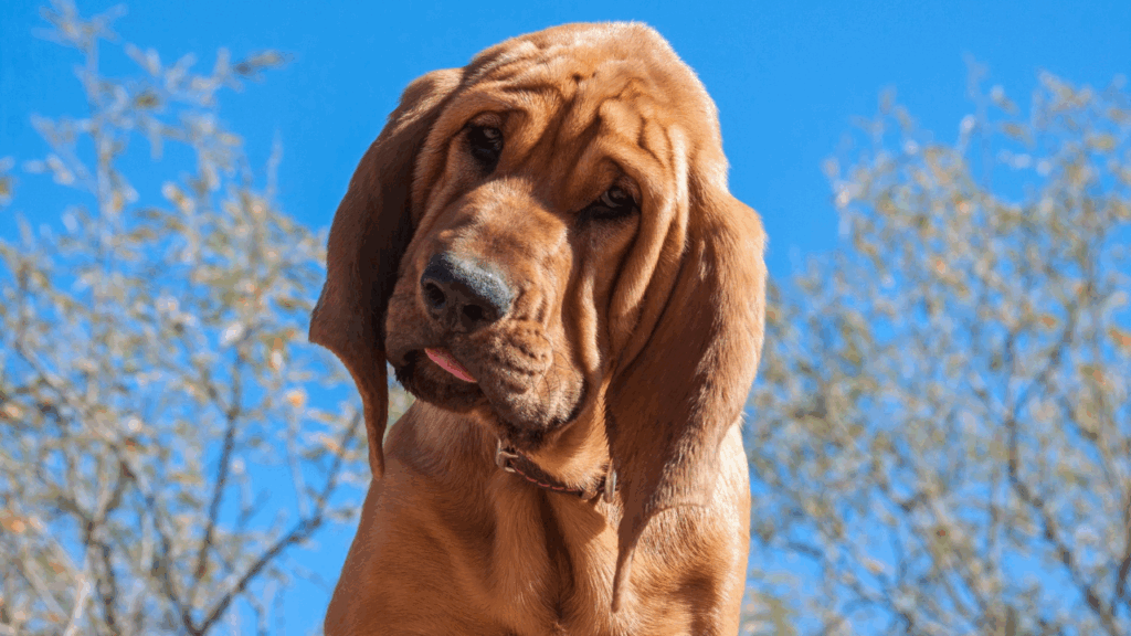 Bloodhound-16