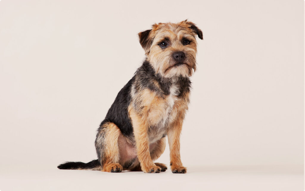 Border Terrier