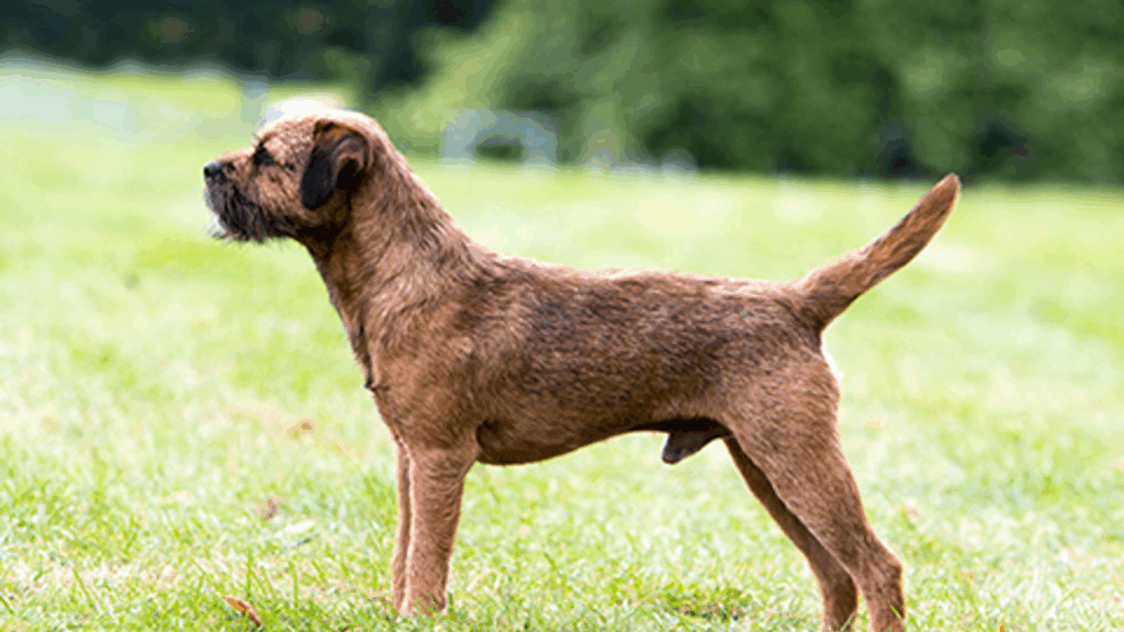 Border Terrier-13