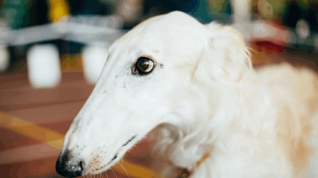 Borzoi-12