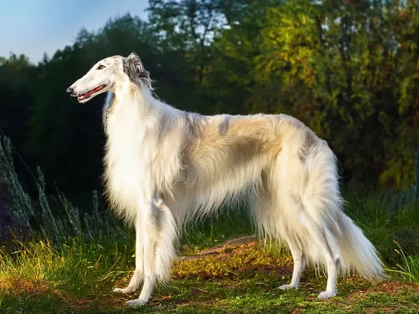 Borzoi
