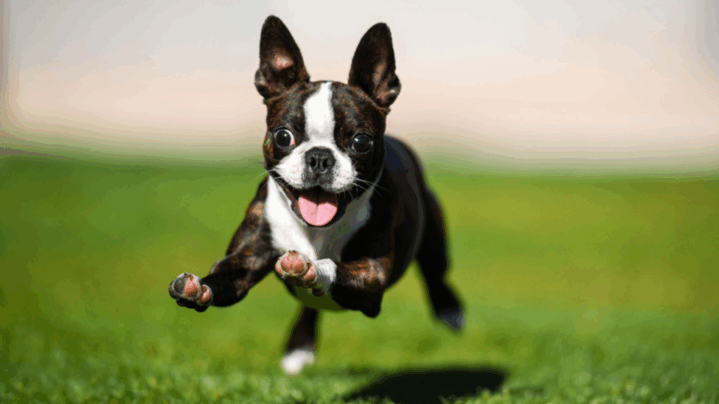 Boston Terrier-11
